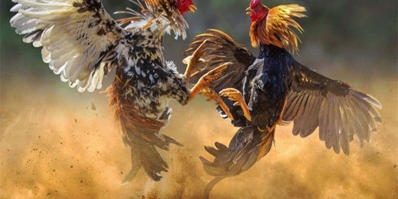 Overview of the EE88 Cockfighting Lobby